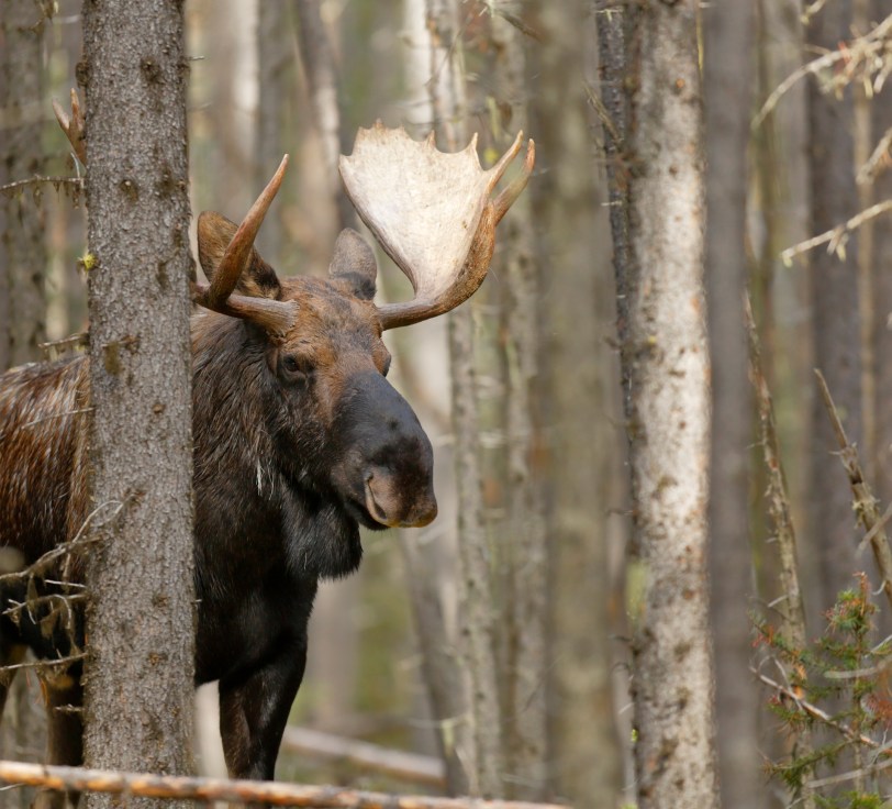 A bull moose in Alberta's Jasper National Park